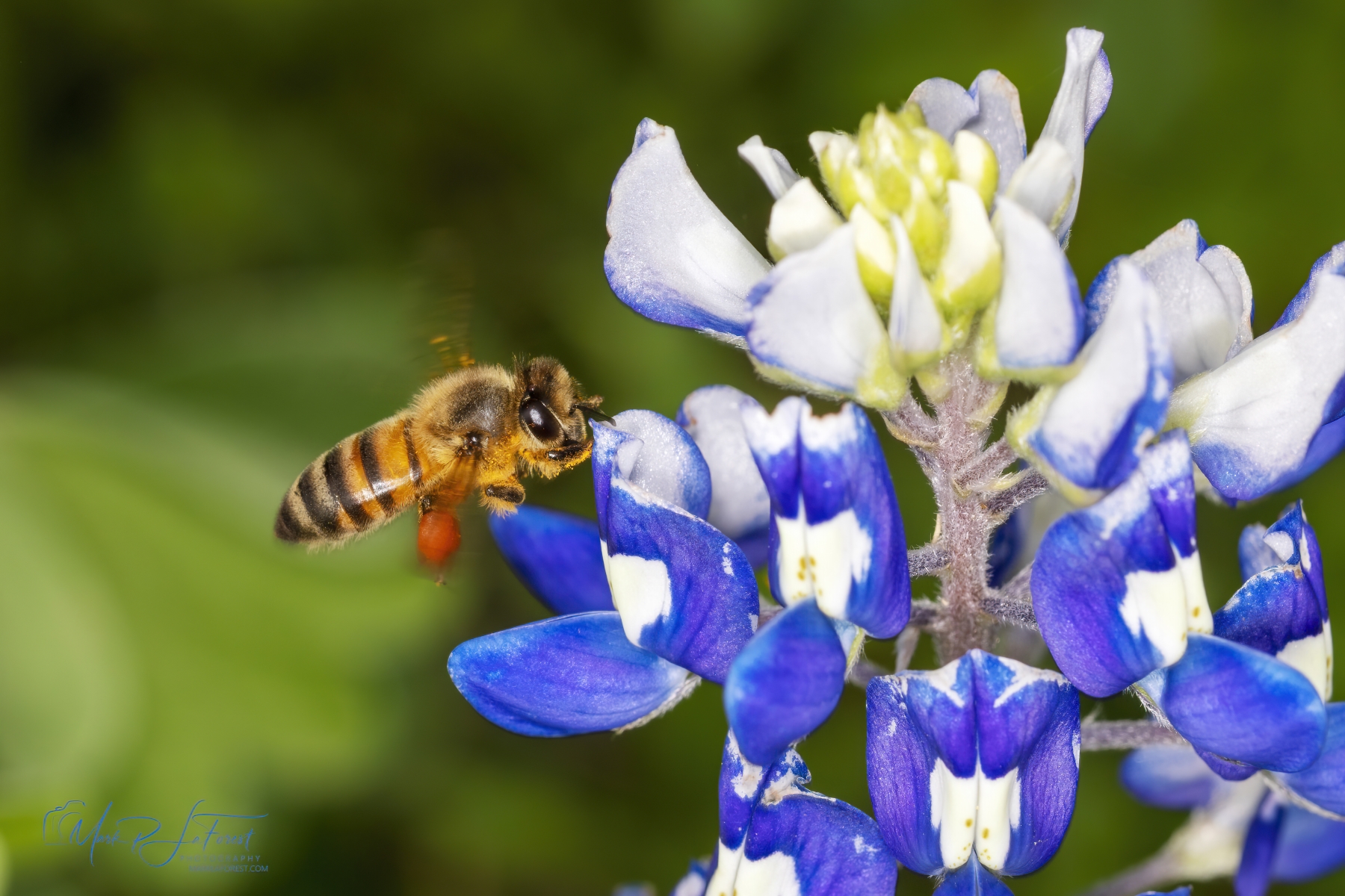 Honey Bee Inspecting a Bluebonnet, Austin, Texas